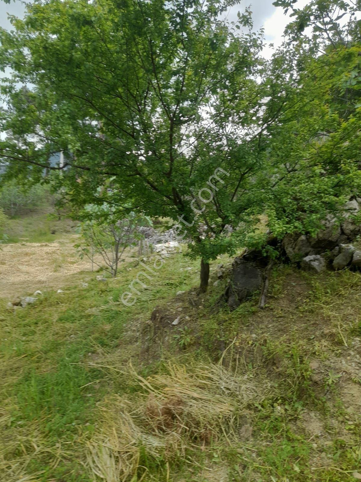 Dalaman Narlıda Satılık 8506 M2 Bahçe Ve Köyevi - Görsel 10
