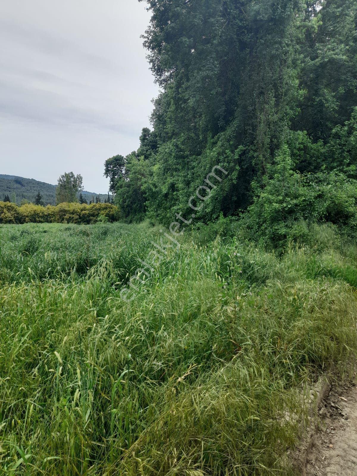 Dalaman Narlıda Satılık 8506 M2 Bahçe Ve Köyevi - Görsel 5