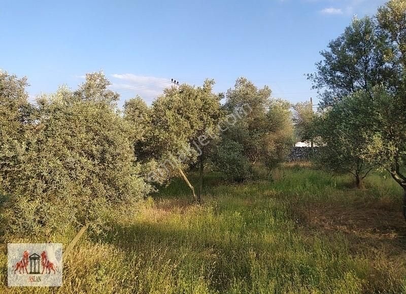 Muğla Yenice De Satılık 1053 M² İkiz Villa İmarlı Arsa - Görsel 6