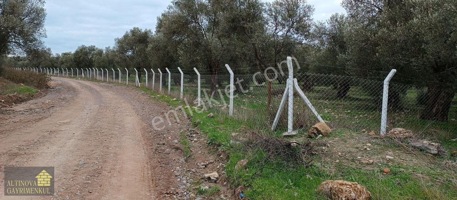 Ayvalık Gazi Kemal Paşa Satılık Zeytinlik Eski Ayvalık Altınova Yoluna Cepheli Müstakil Tapulu Zeytinlik