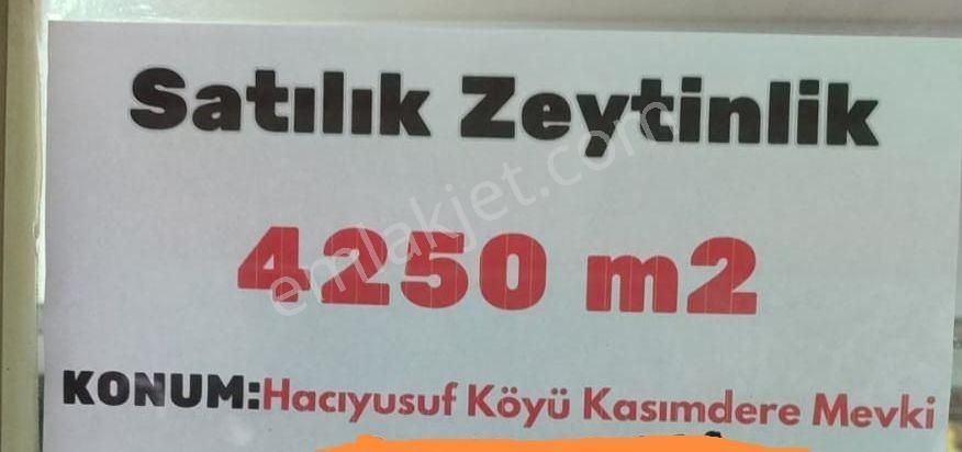 Soma Hacıyusuf Satılık Tarla Yüce Emlaktan Satılık 4250 M2 Zeytinlik