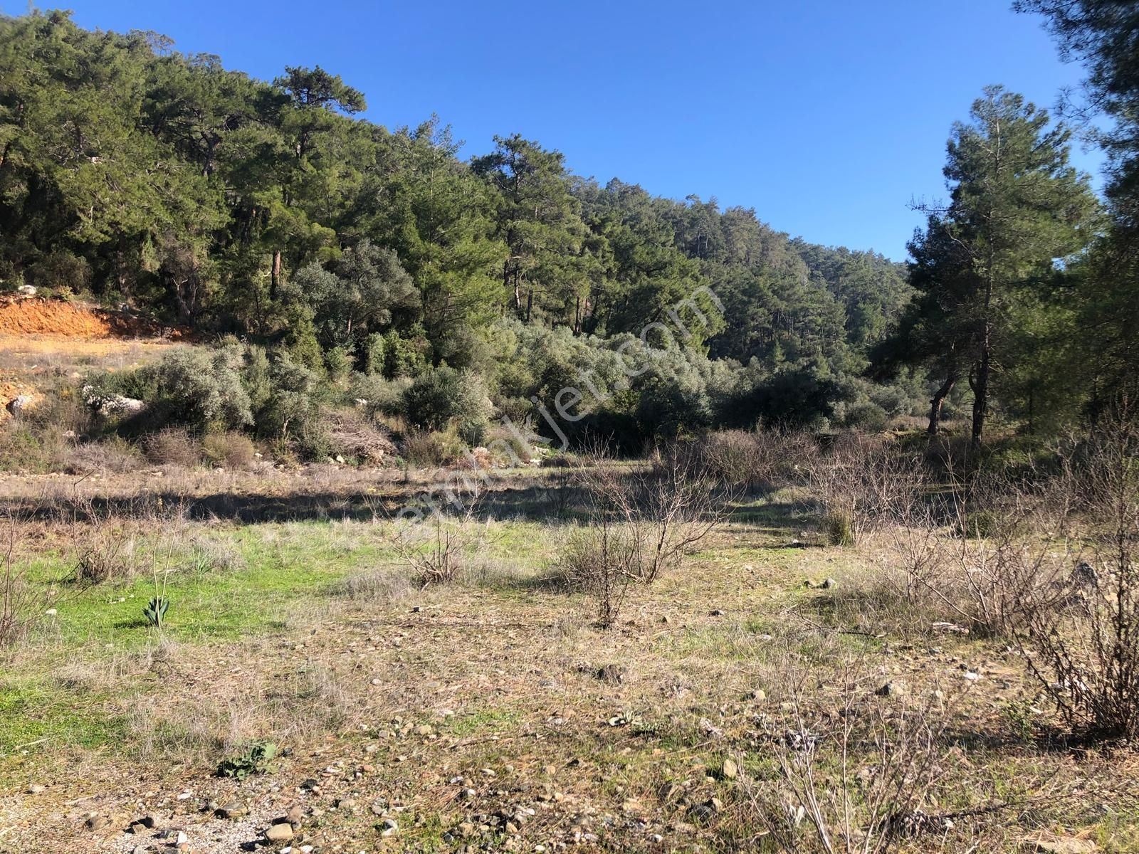 Muğla Ula Gökçe’de Fırsat Arazi - Görsel 13