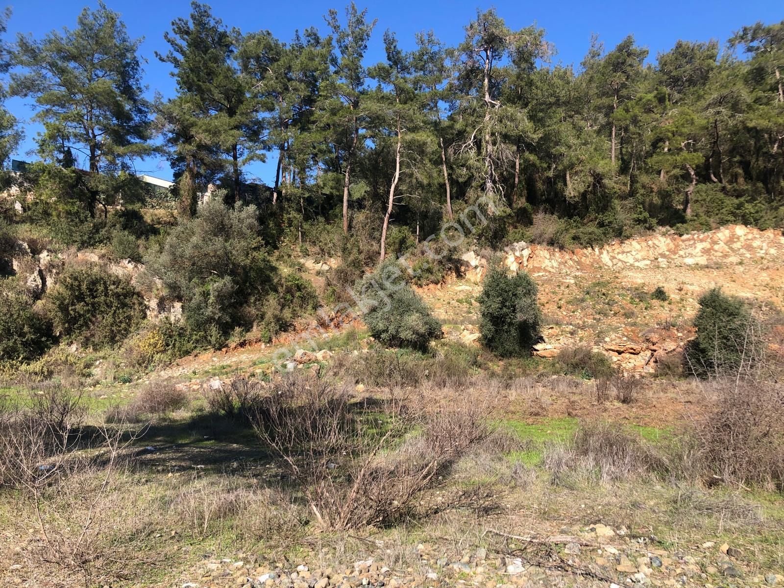 Muğla Ula Gökçe’de Fırsat Arazi - Görsel 3