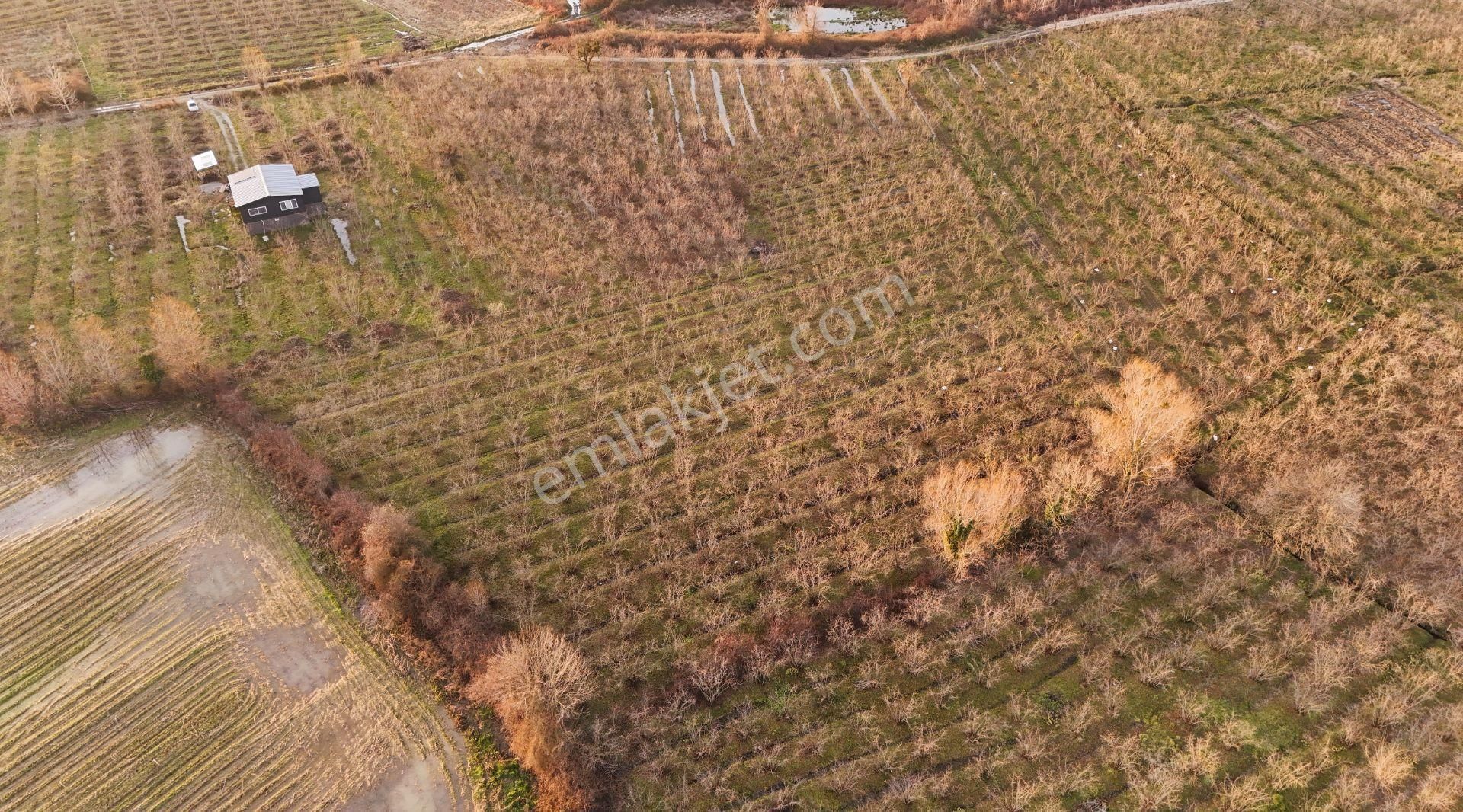 Kocaali Melen Satılık Tarla Kocaali Melen Köyünde Bakımlı Verimli 8245 M2 Fındık Bahçesi