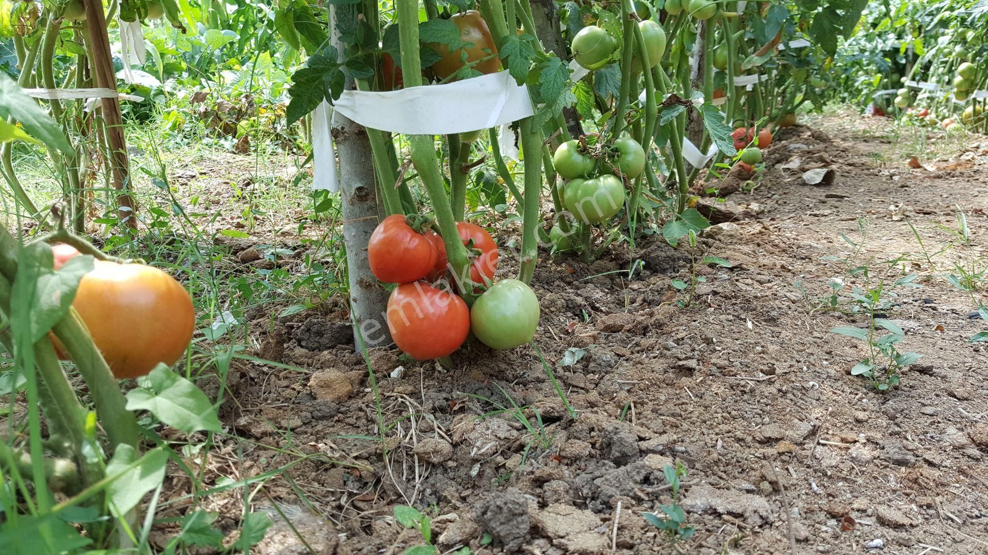 Geyve Alifuatpaşa Satılık Tarla Sakarya Geyve Alifuatpaşa Epçelerde Satılık Tarla