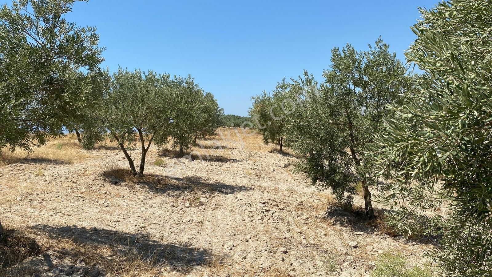 Salihlide Satılık Zeytinlik - Görsel 3