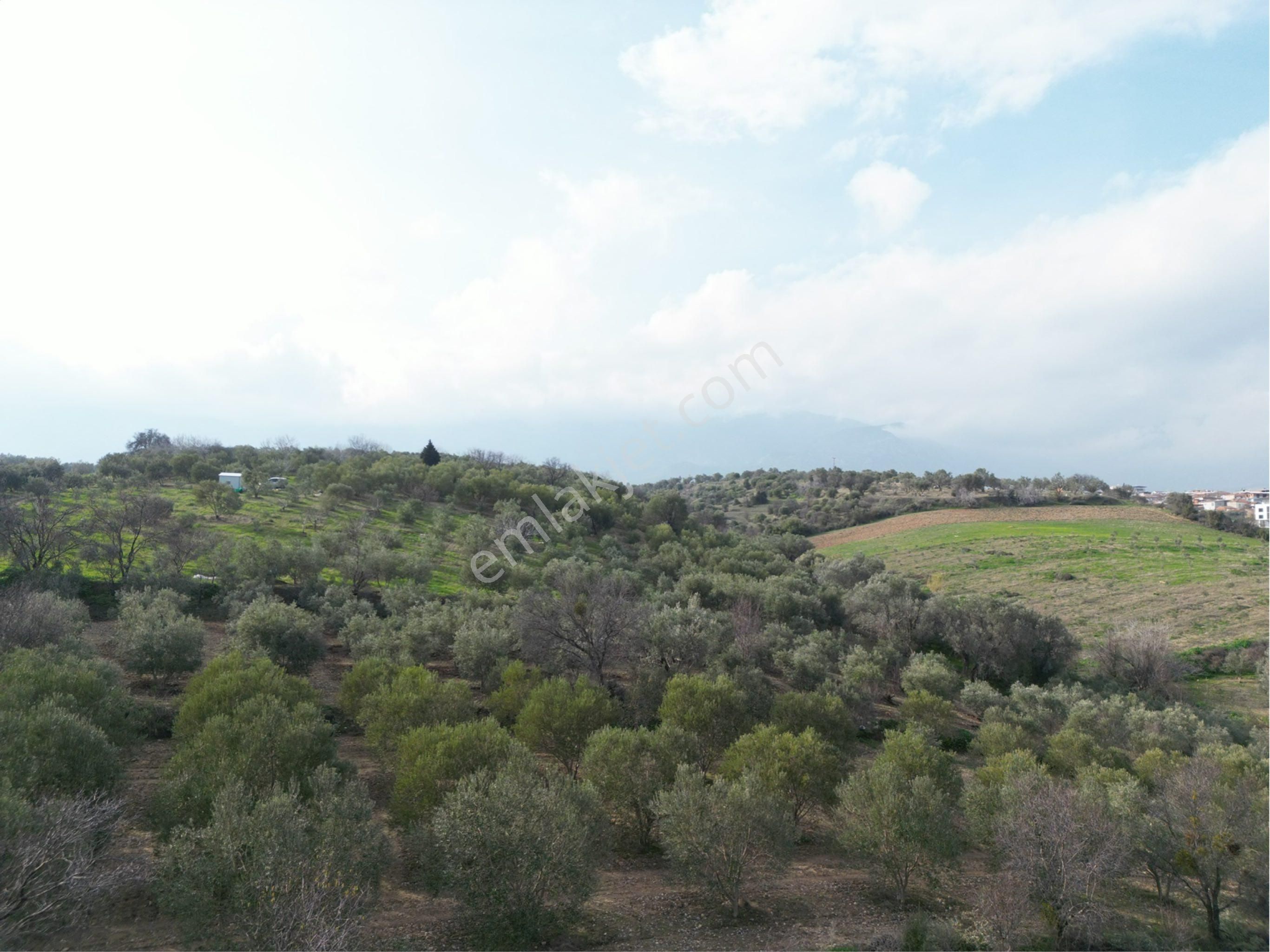 Beyaz Gayrimenkulden Karaoğlanlı 2.100 M2 Zeytinlik - Görsel 19