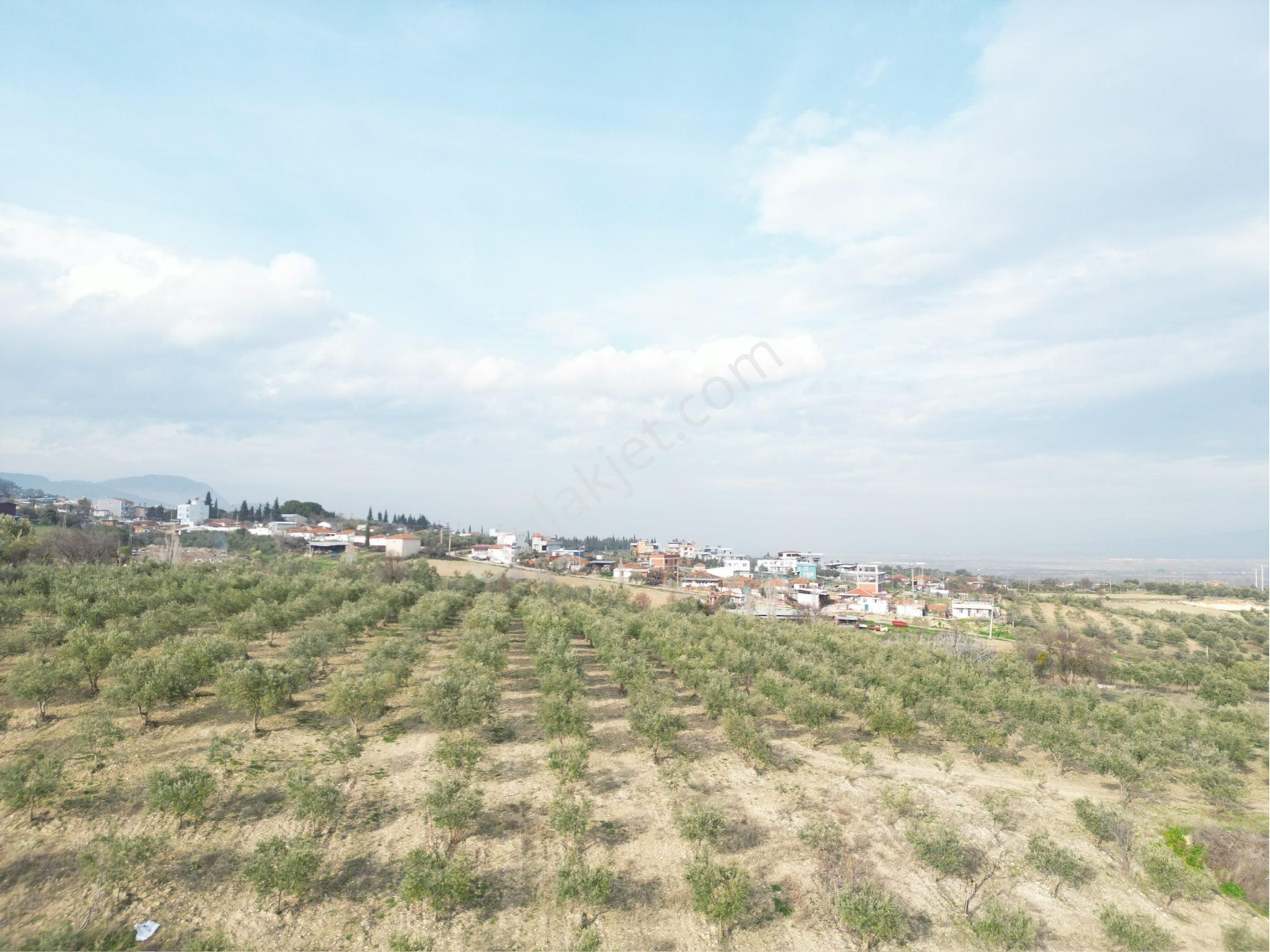 Beyaz Gayrimenkulden Karaoğlanlı 2.100 M2 Zeytinlik