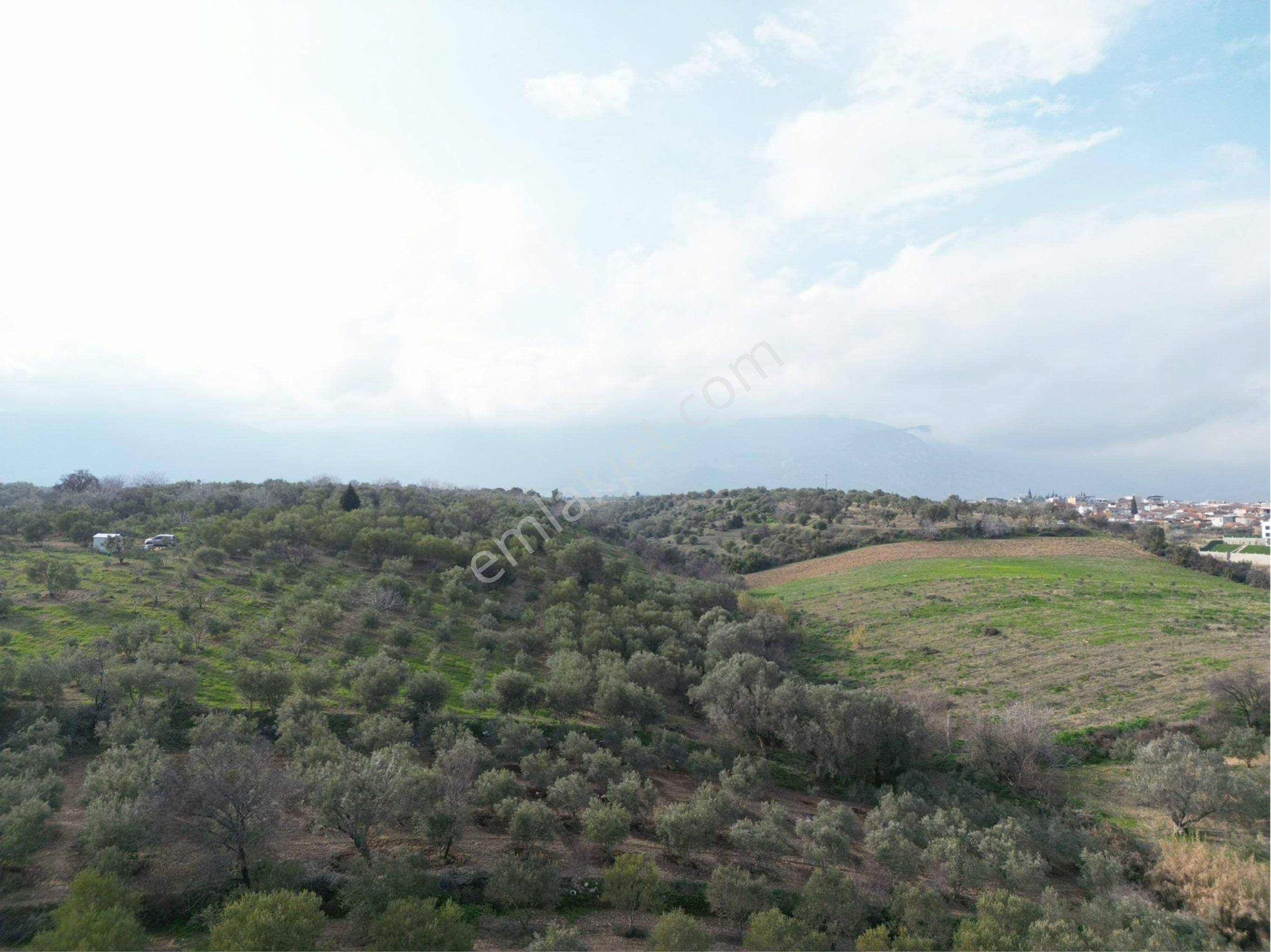 Beyaz Gayrimenkulden Karaoğlanlı 2.100 M2 Zeytinlik - Görsel 8