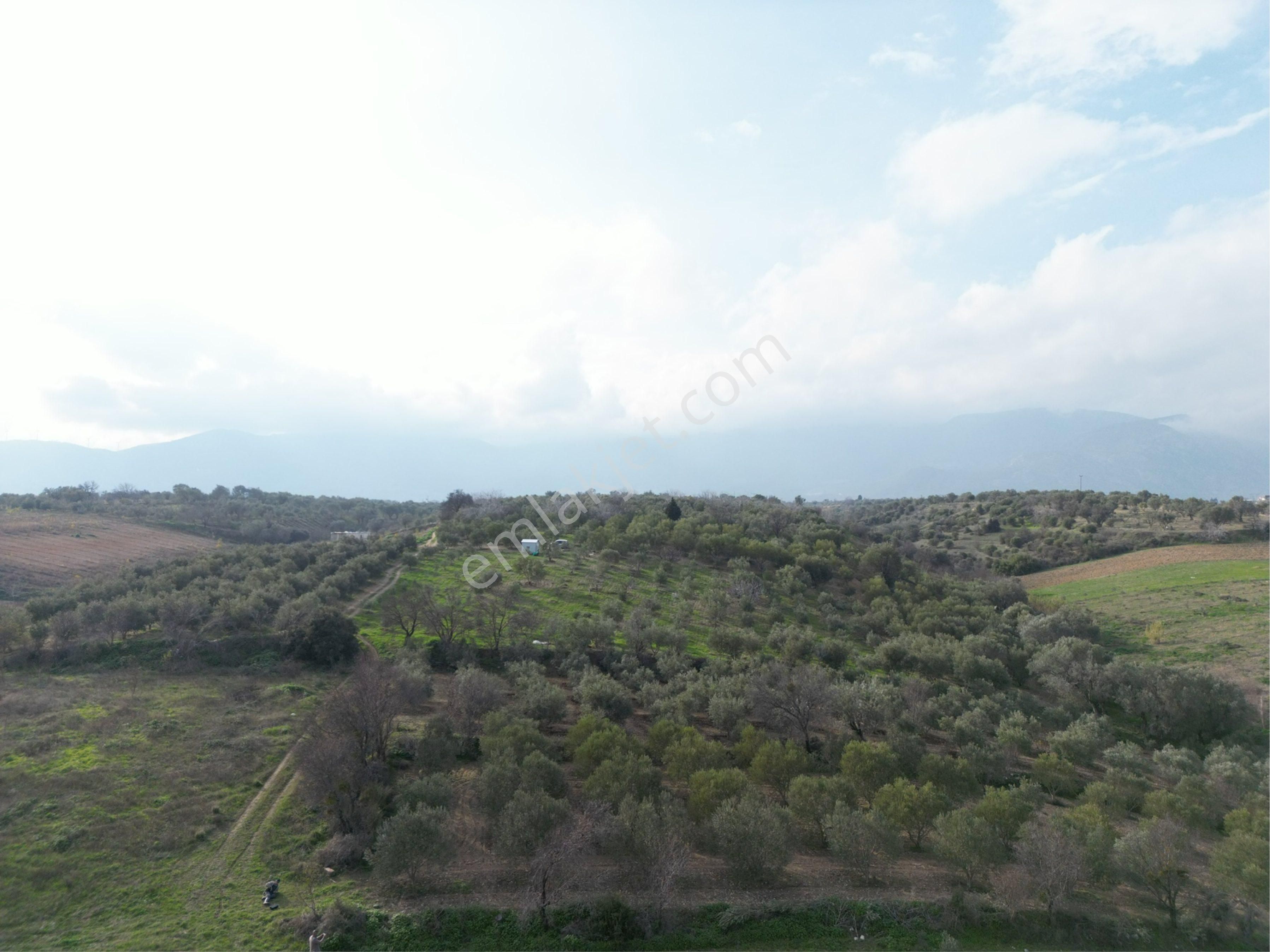 Beyaz Gayrimenkulden Karaoğlanlı 2.100 M2 Zeytinlik - Görsel 13