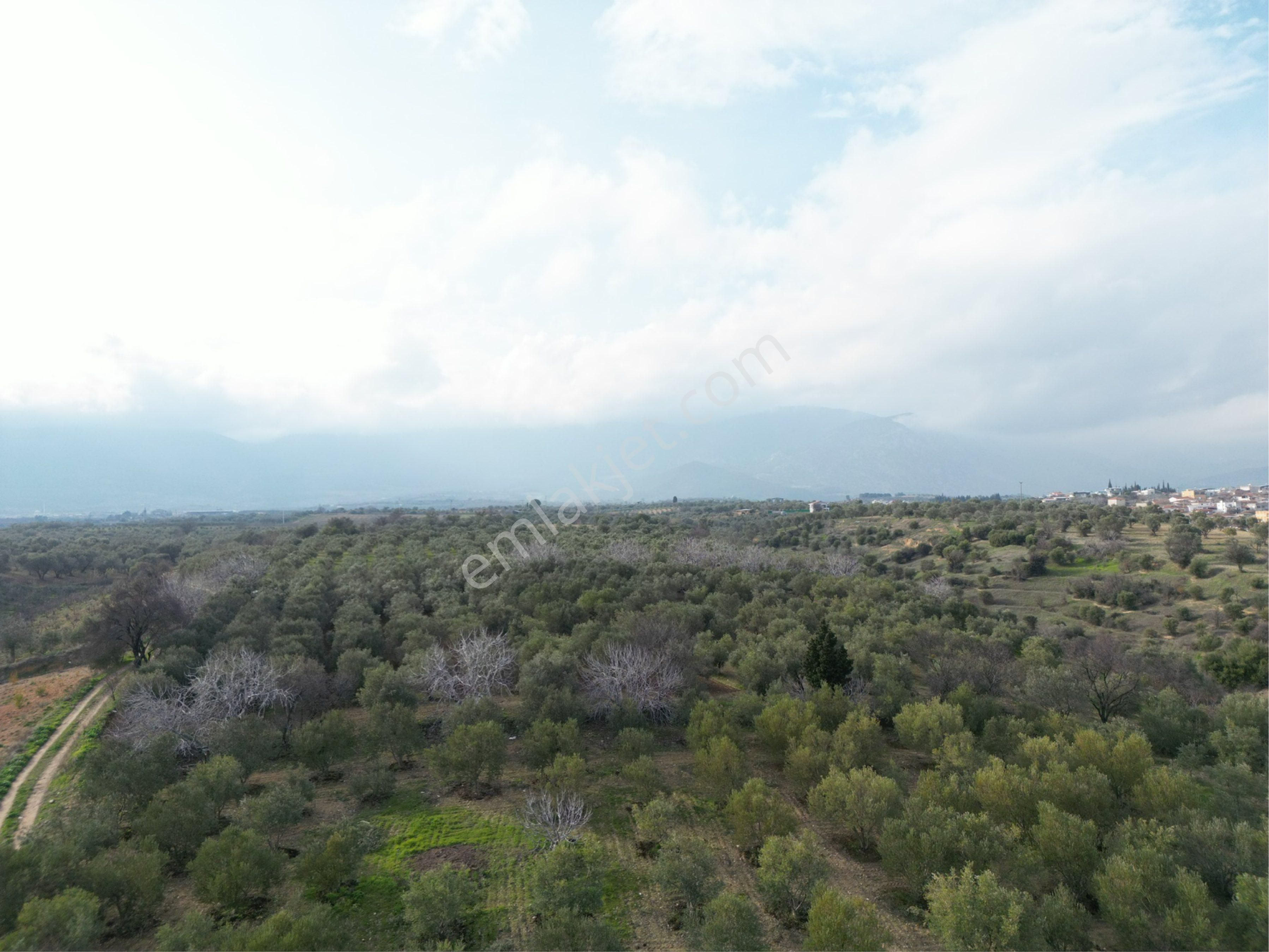 Beyaz Gayrimenkulden Karaoğlanlı 2.100 M2 Zeytinlik - Görsel 5