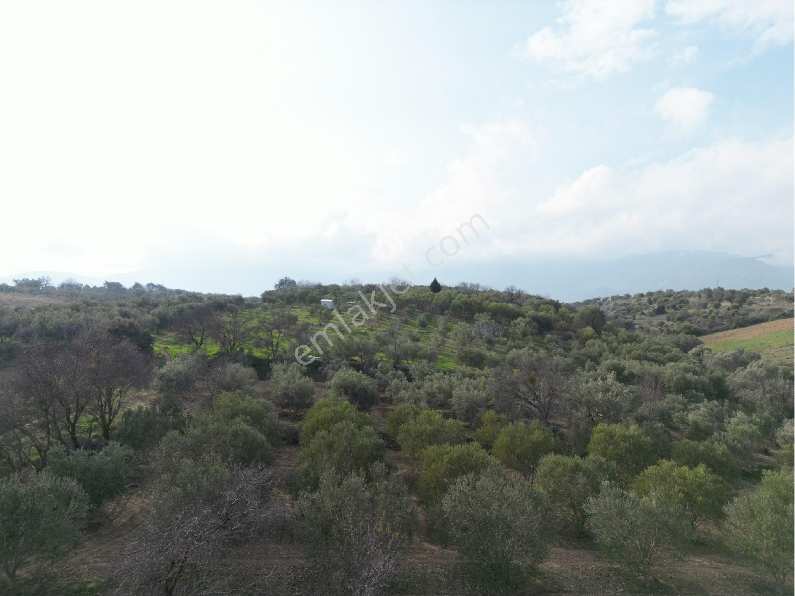 Beyaz Gayrimenkulden Karaoğlanlı 2.100 M2 Zeytinlik - Görsel 22