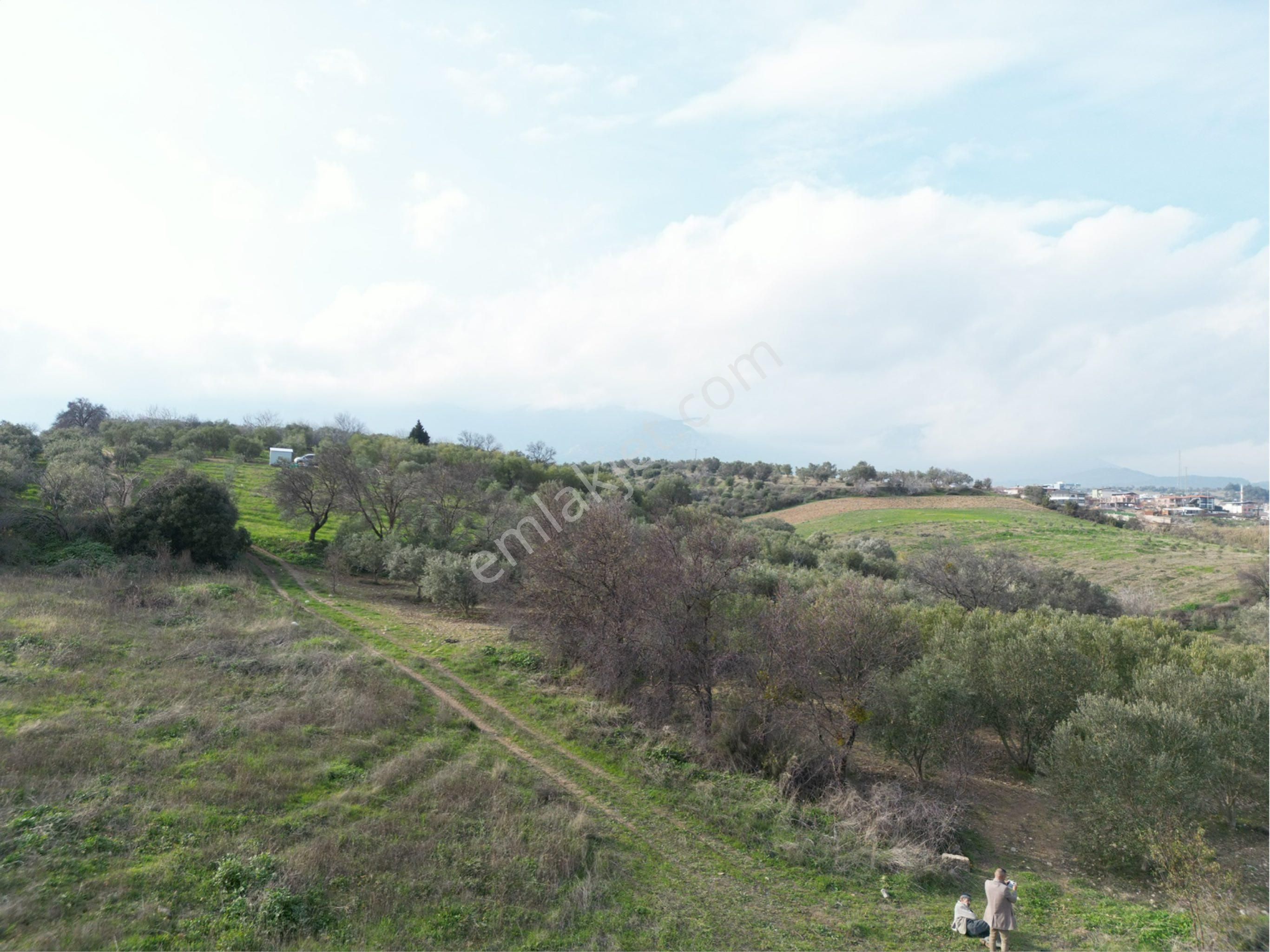 Beyaz Gayrimenkulden Karaoğlanlı 2.100 M2 Zeytinlik - Görsel 26