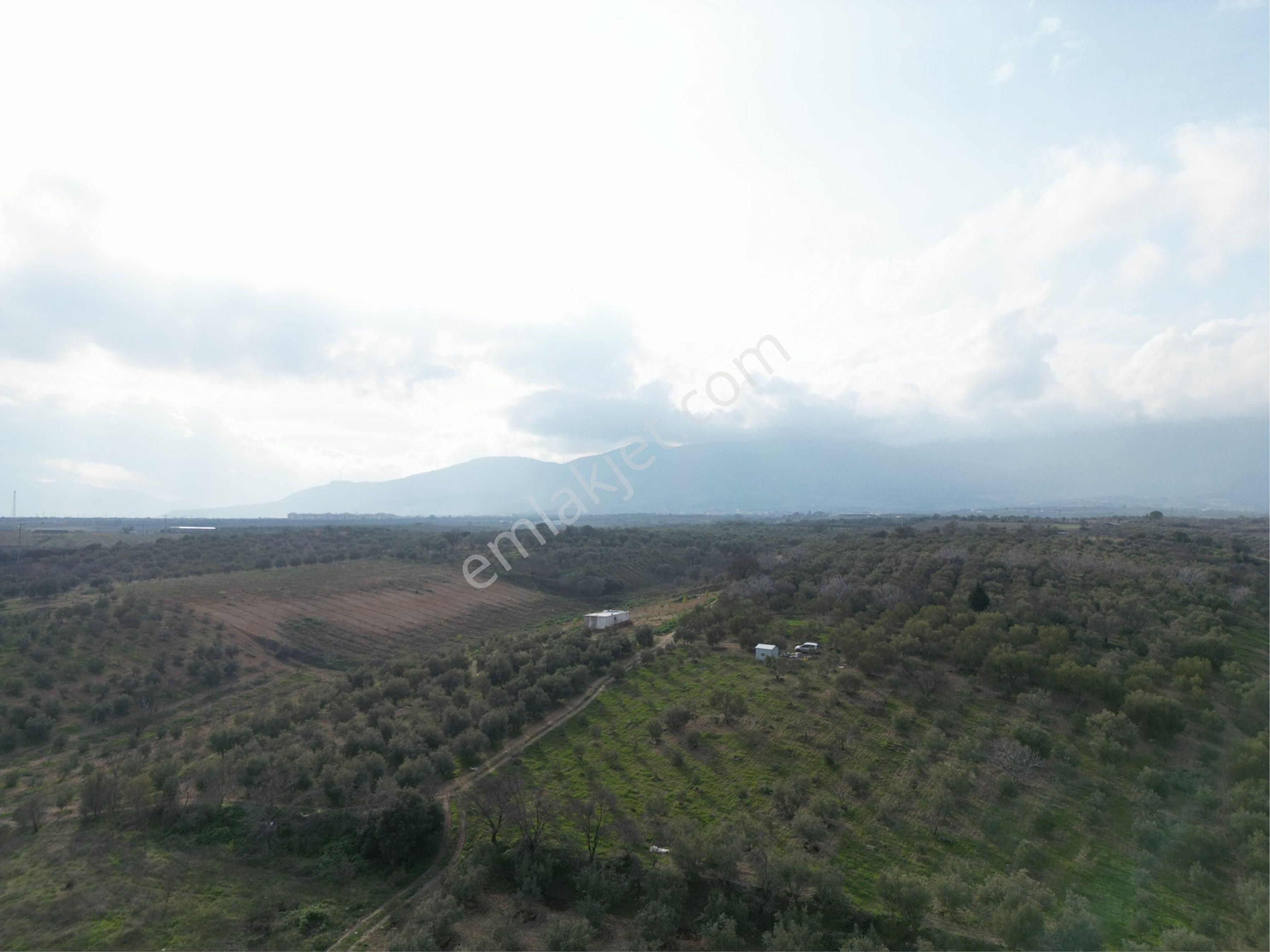 Beyaz Gayrimenkulden Karaoğlanlı 2.100 M2 Zeytinlik - Görsel 7
