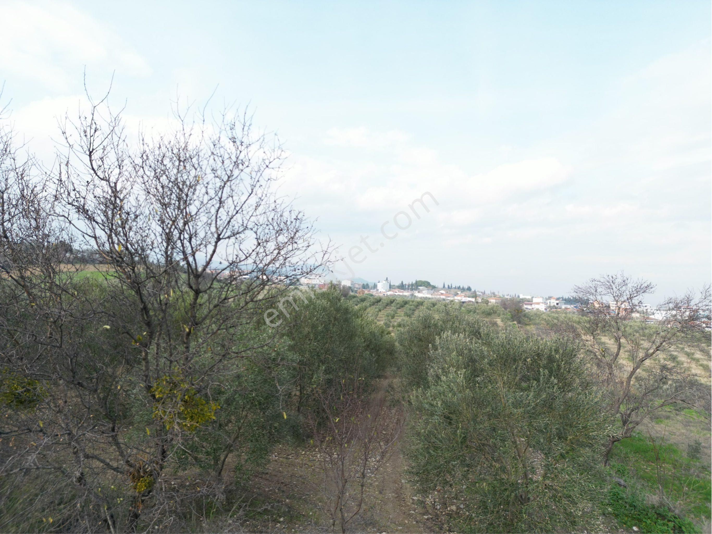 Beyaz Gayrimenkulden Karaoğlanlı 2.100 M2 Zeytinlik - Görsel 33