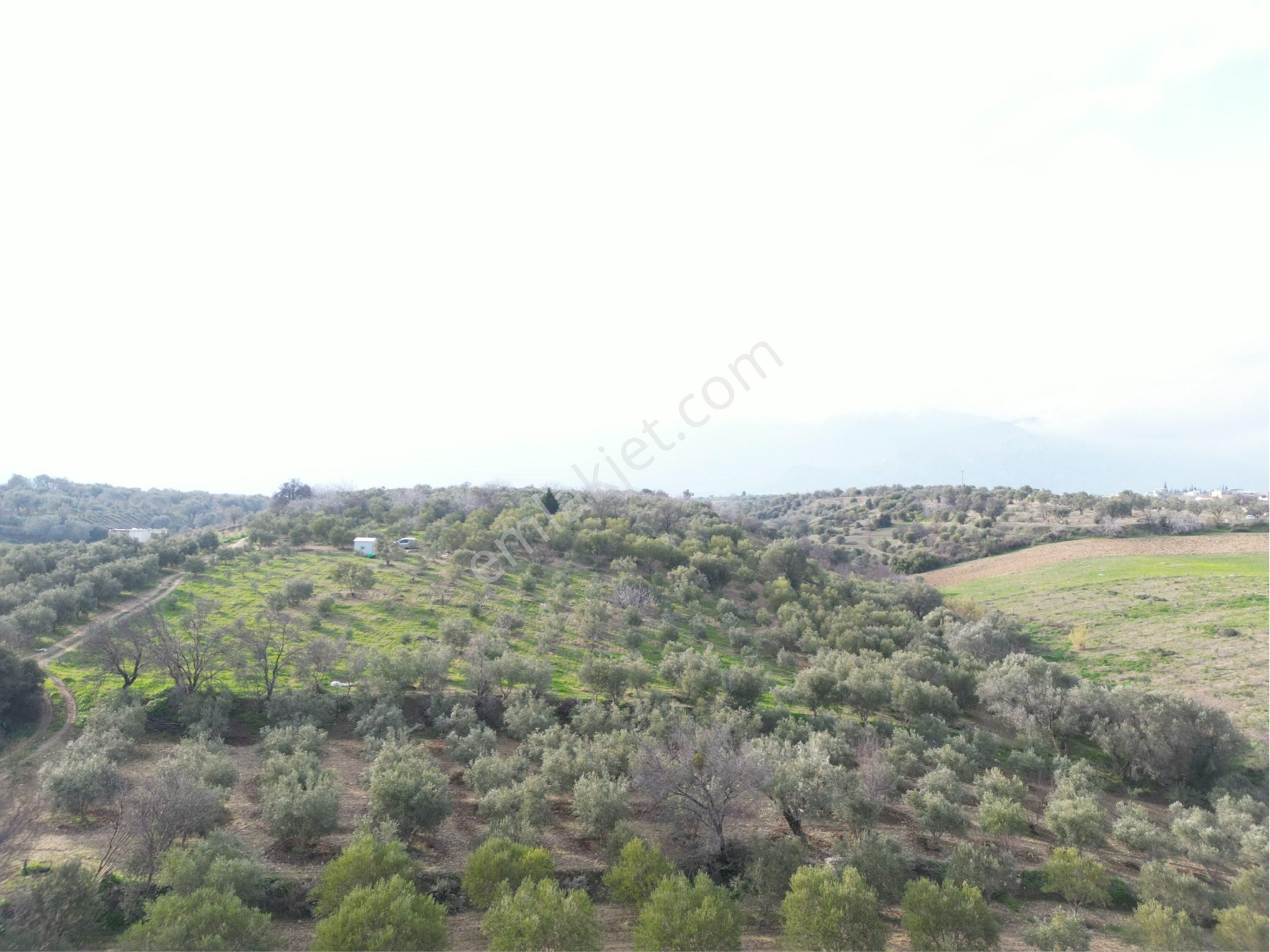 Beyaz Gayrimenkulden Karaoğlanlı 2.100 M2 Zeytinlik - Görsel 15