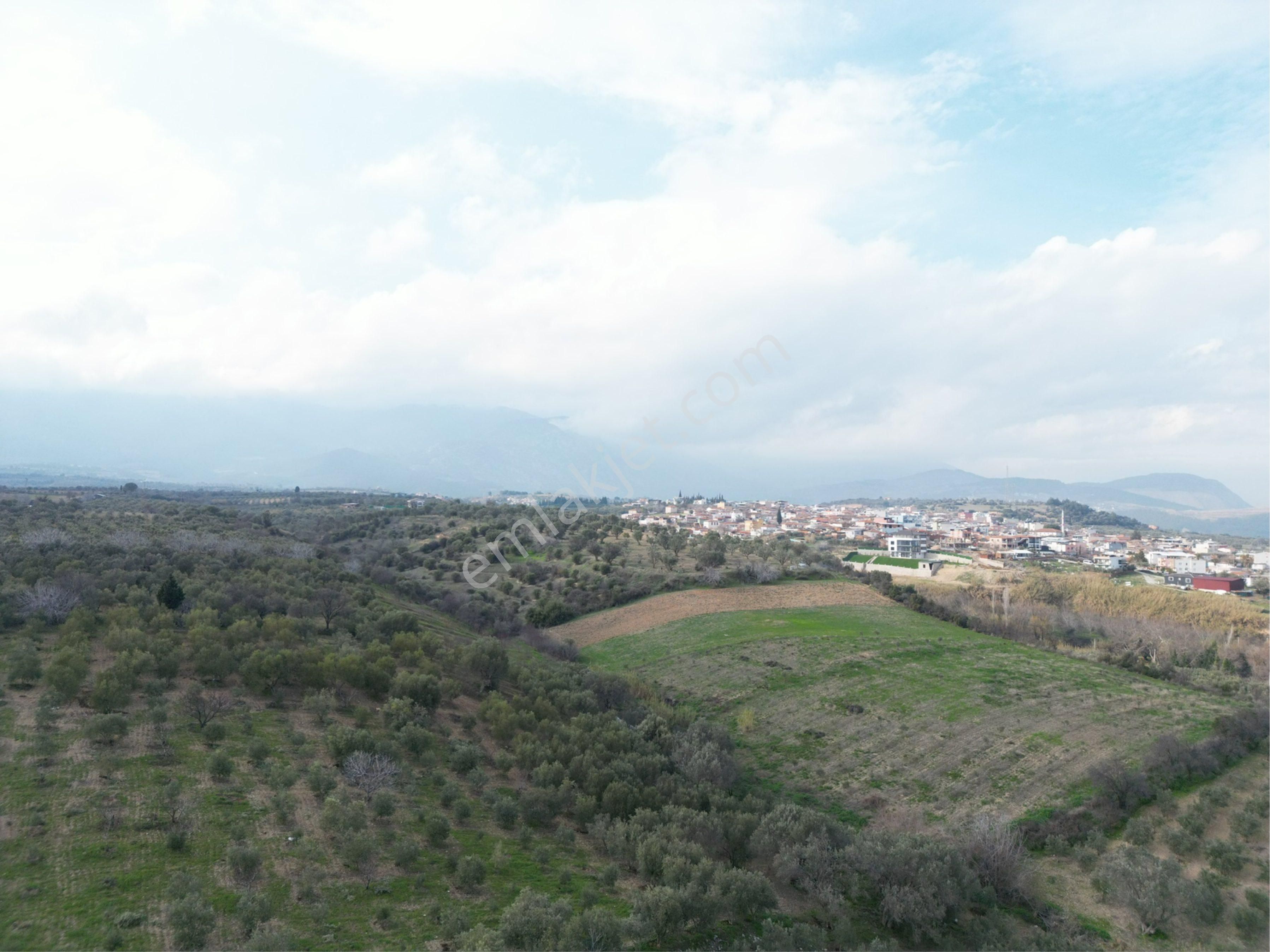 Beyaz Gayrimenkulden Karaoğlanlı 2.100 M2 Zeytinlik - Görsel 6