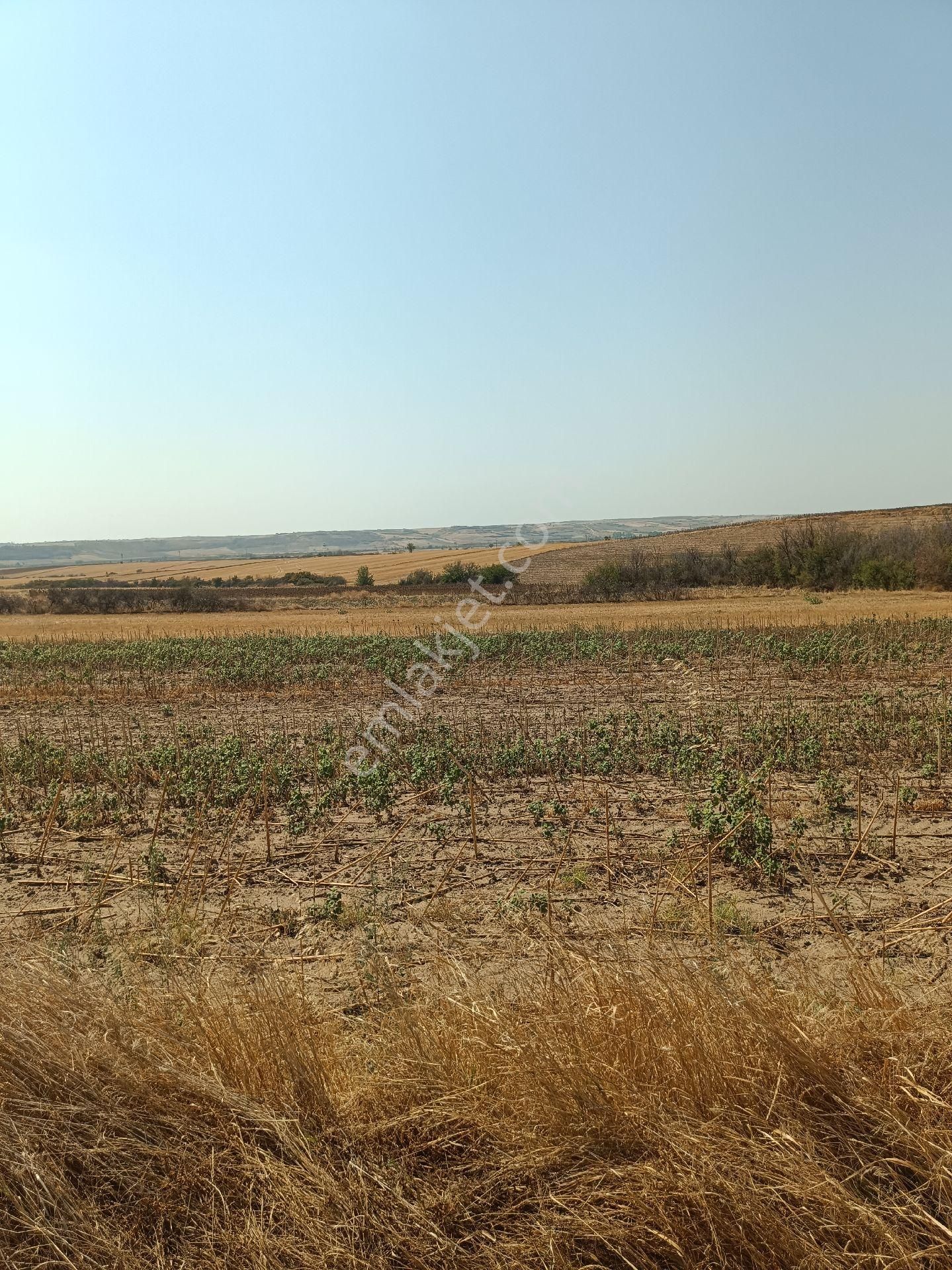 Havsa Bakışlar Köyü Satılık Tarla Edirne Havsa'da Tek Tapu