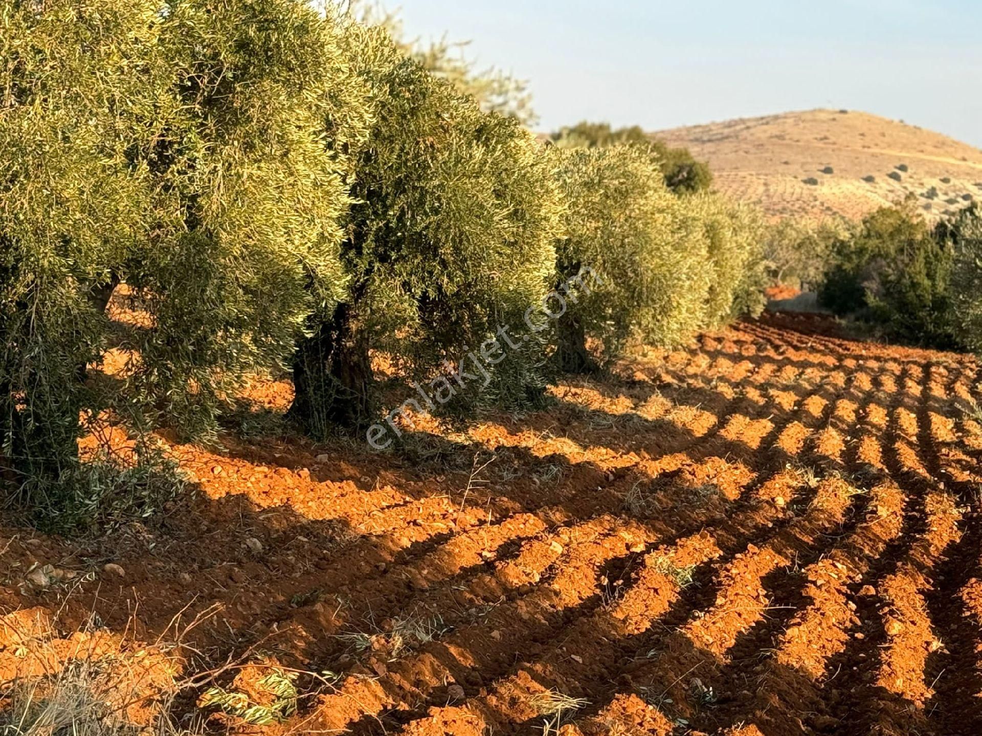 Nizip Altındağ Satılık Tarla Yetiskin Zeytin Tek Tapu