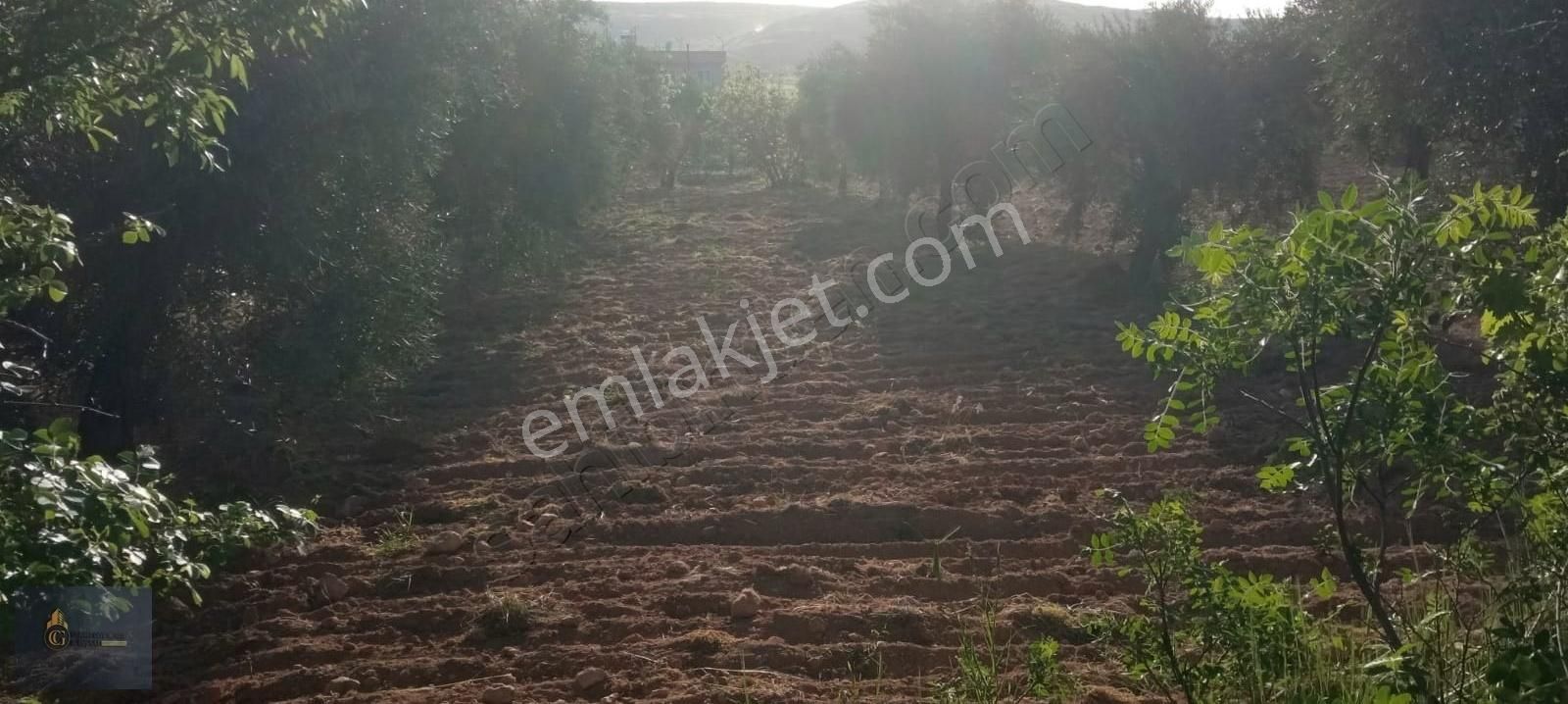 Şahinbey Gülpınar Satılık Bağ & Bahçe Cennet Gyo'dan Gülpınar'da Satlık 540metre Bağevlik Tek Tapu