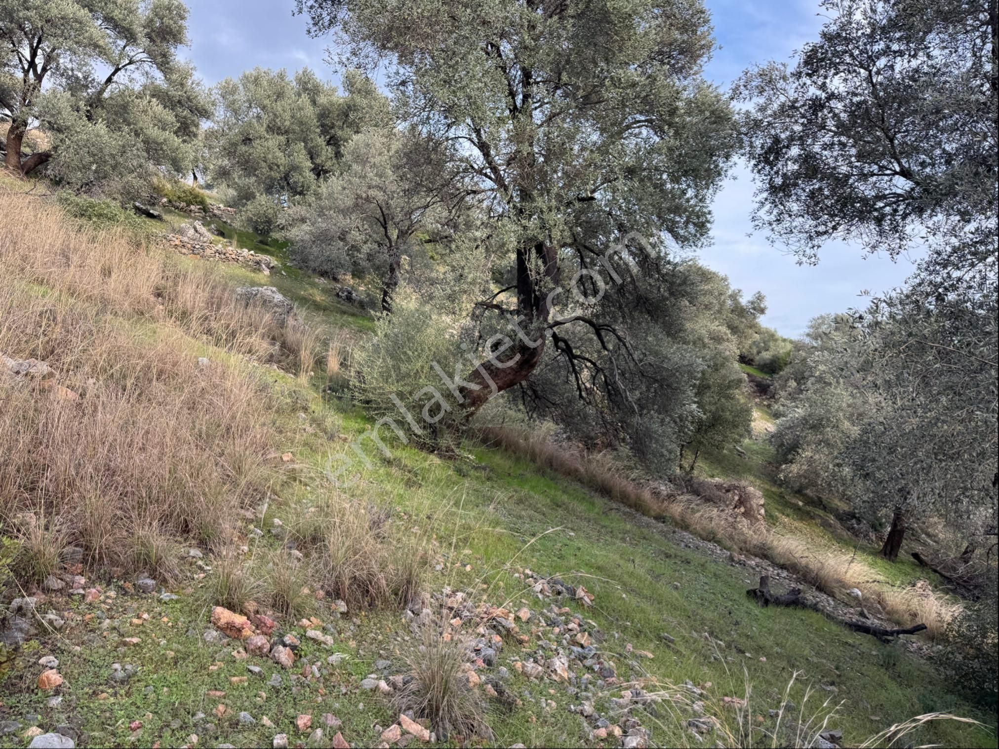 Bodrum Yalıçiftlik’te Yolu Olan Satılık Tarla - Görsel 2