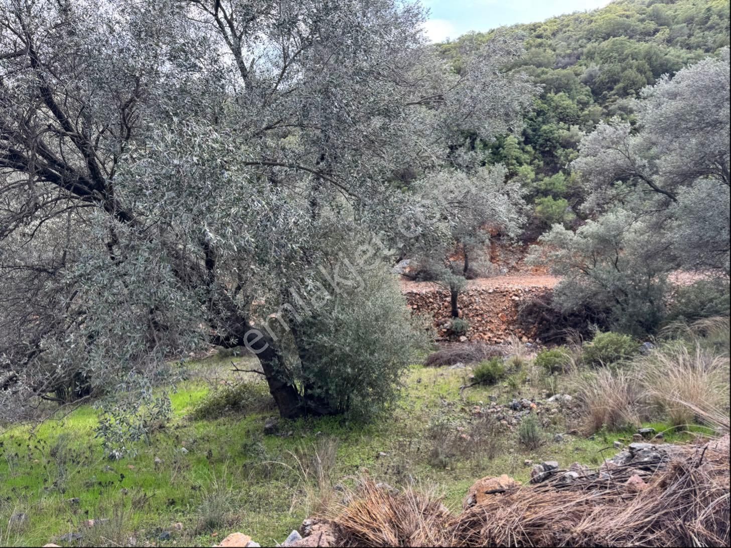 Bodrum Yalıçiftlik’te Yolu Olan Satılık Tarla - Görsel 5