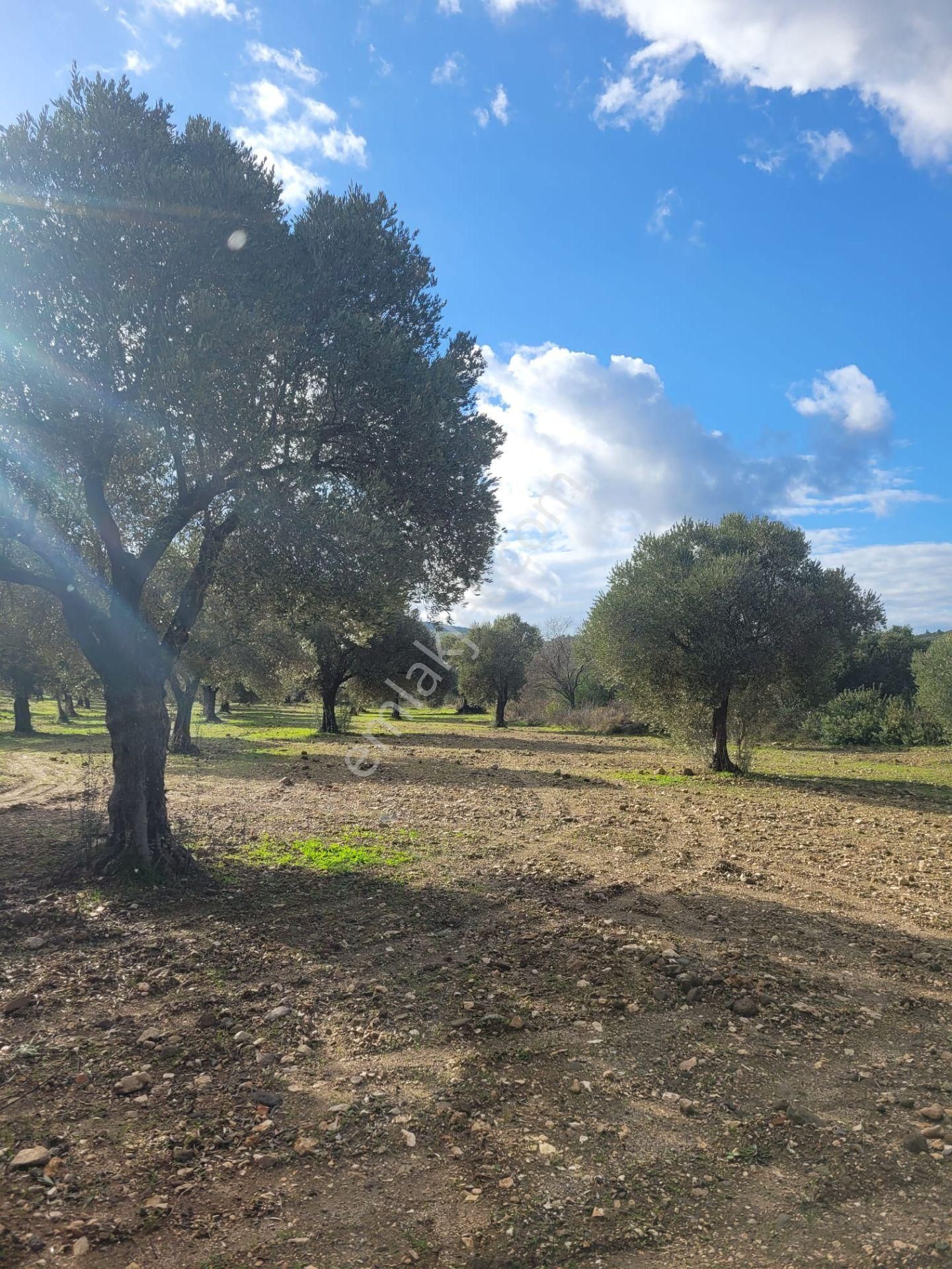 Urla Kadıovacık Satılık Tarla Urla Kadıovacık'ın Eşsiz Doğasında, Fiili Yola Cepheli, 4468 M2 Tarla Satılıktır.