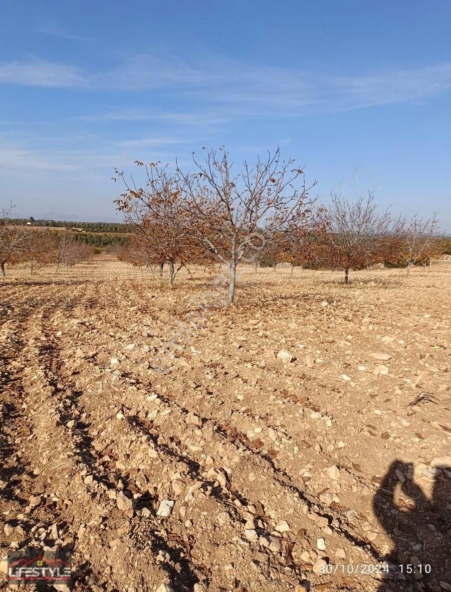 Güney Yağcılar Satılık Tarla Güneyde 48 Dönüm Yetişkin Cevizlik