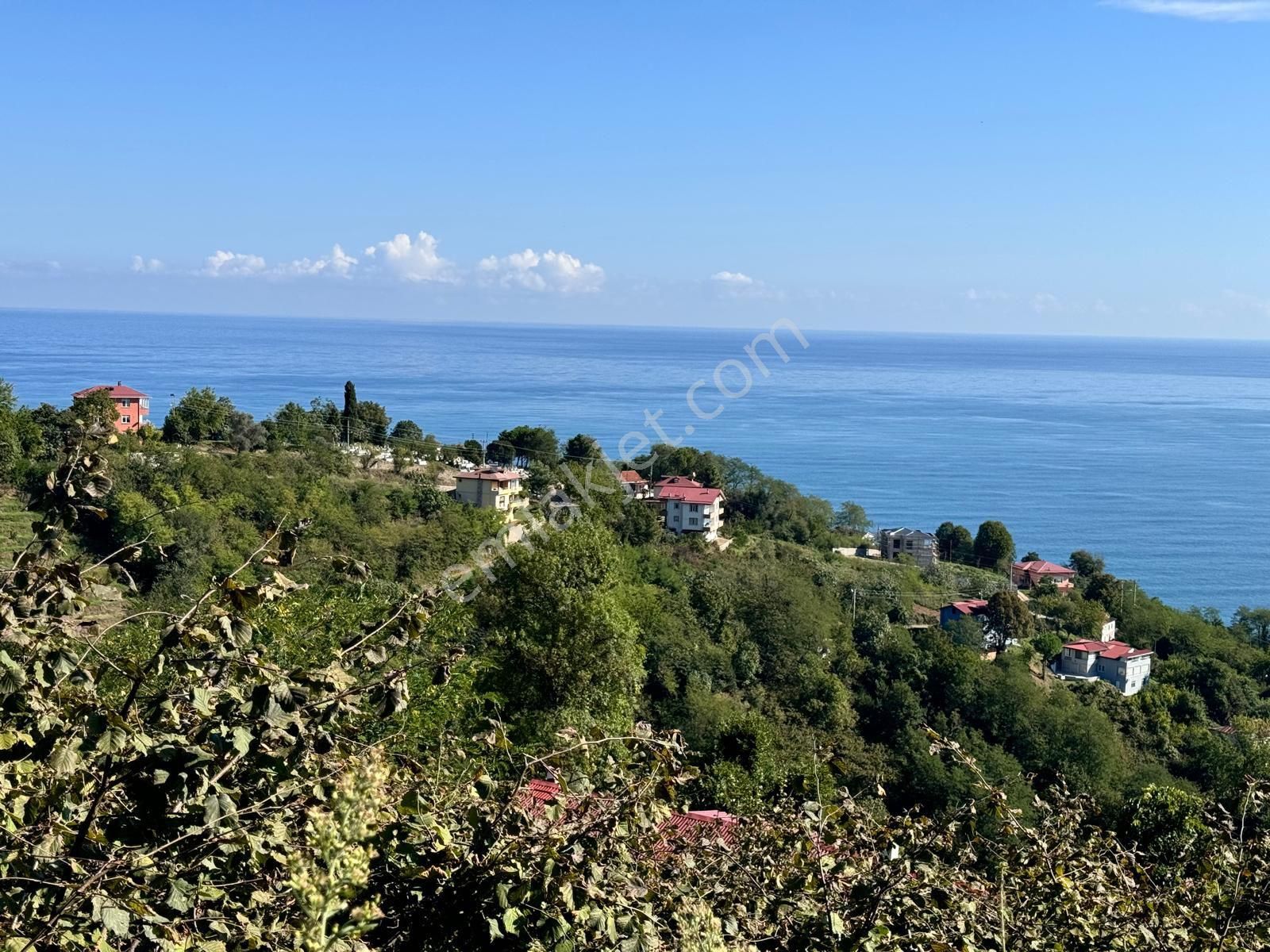 Perşembe Çerli Satılık Bağ & Bahçe Cerli Mahallesi'nde Satılık Fındık Bahçesi