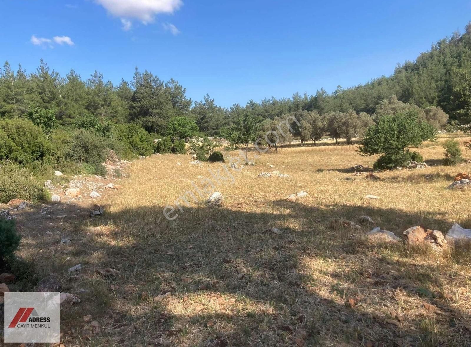 Milas Demirciler Mah. Satılık 2918 M2 Tarla - Görsel 4