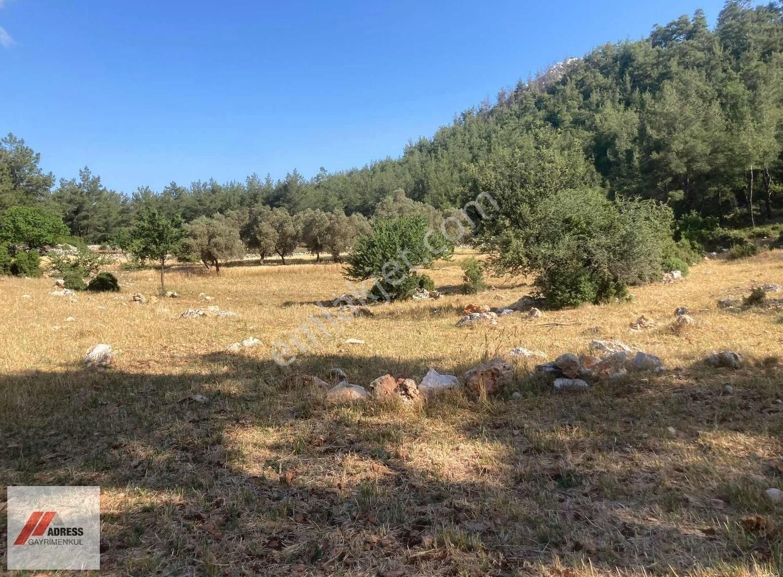 Milas Demirciler Mah. Satılık 2918 M2 Tarla - Görsel 3