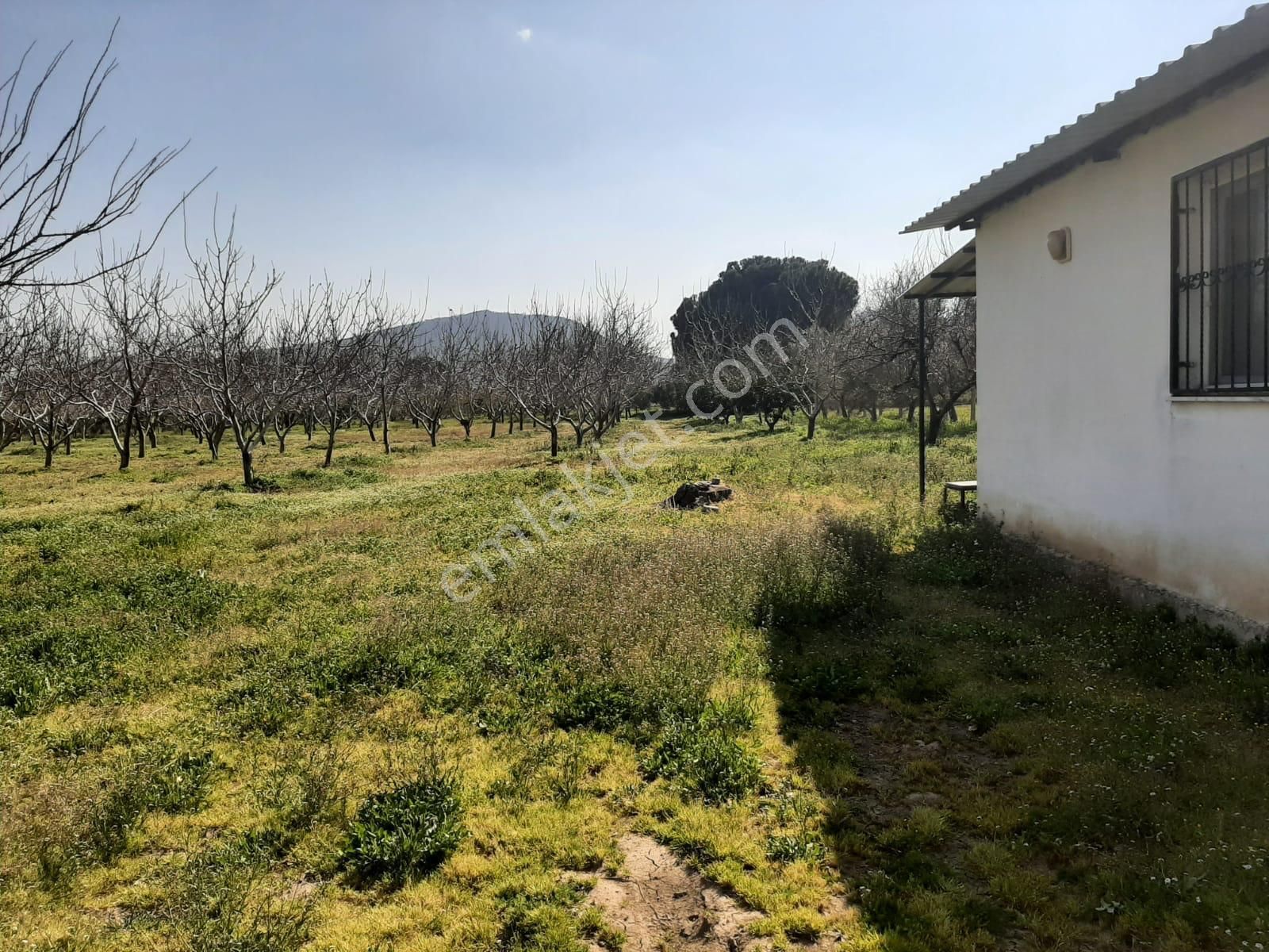 Dikili Güven Emlak'tan İsmetpaşa'da Satılık 18 Dönüm Tarla - Görsel 13