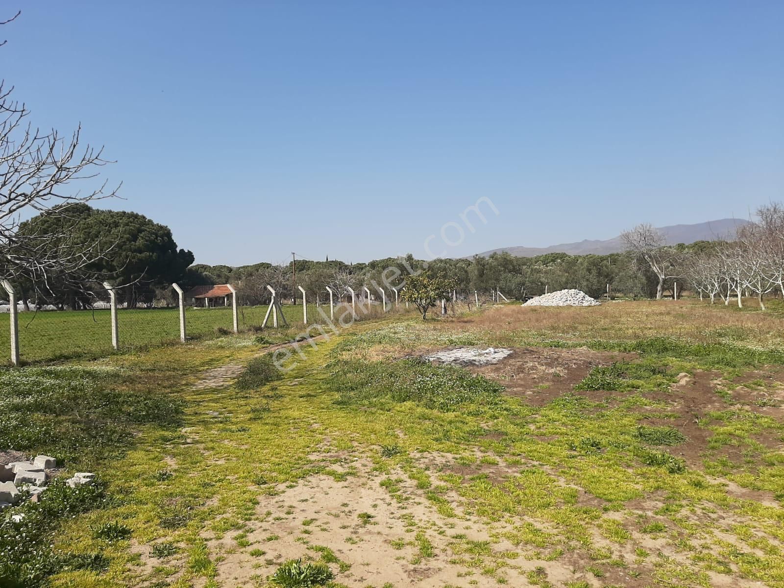 Dikili Güven Emlak'tan İsmetpaşa'da Satılık 18 Dönüm Tarla - Görsel 3