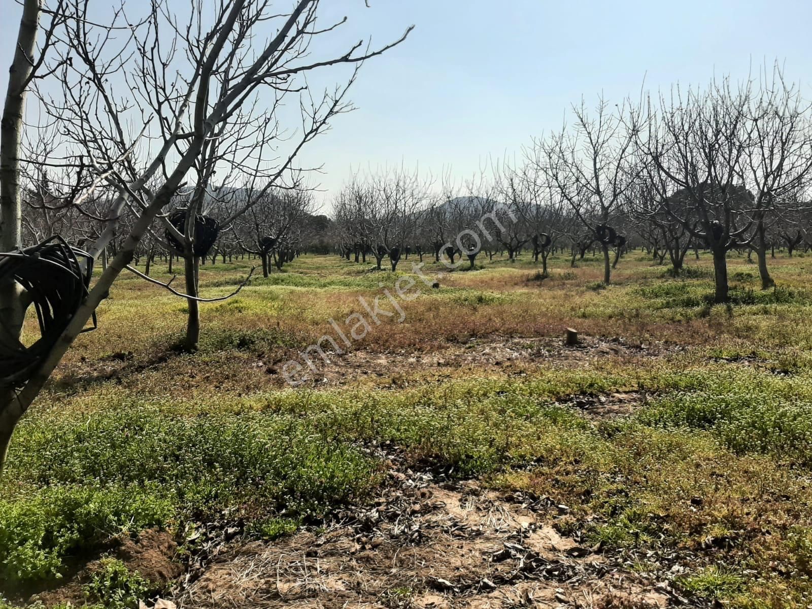 Dikili Güven Emlak'tan İsmetpaşa'da Satılık 18 Dönüm Tarla - Görsel 5