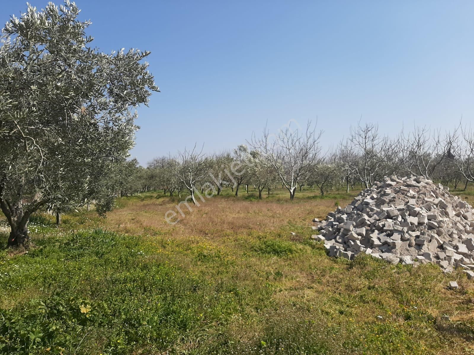 Dikili Güven Emlak'tan İsmetpaşa'da Satılık 18 Dönüm Tarla - Görsel 22