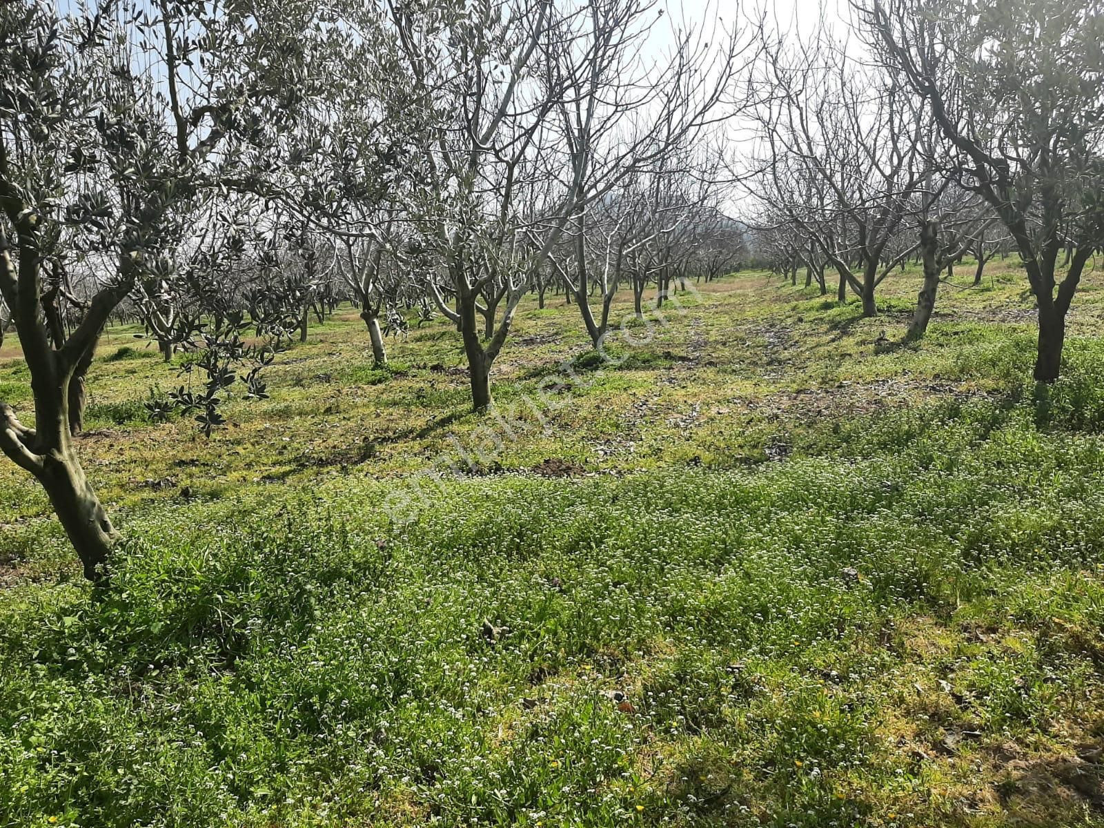 Dikili Güven Emlak'tan İsmetpaşa'da Satılık 18 Dönüm Tarla - Görsel 29