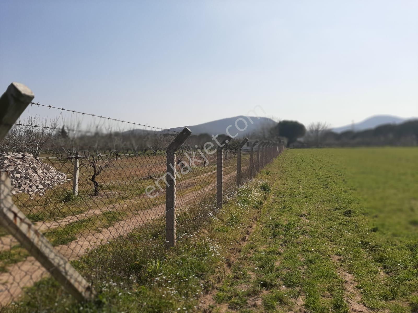 Dikili Güven Emlak'tan İsmetpaşa'da Satılık 18 Dönüm Tarla - Görsel 12
