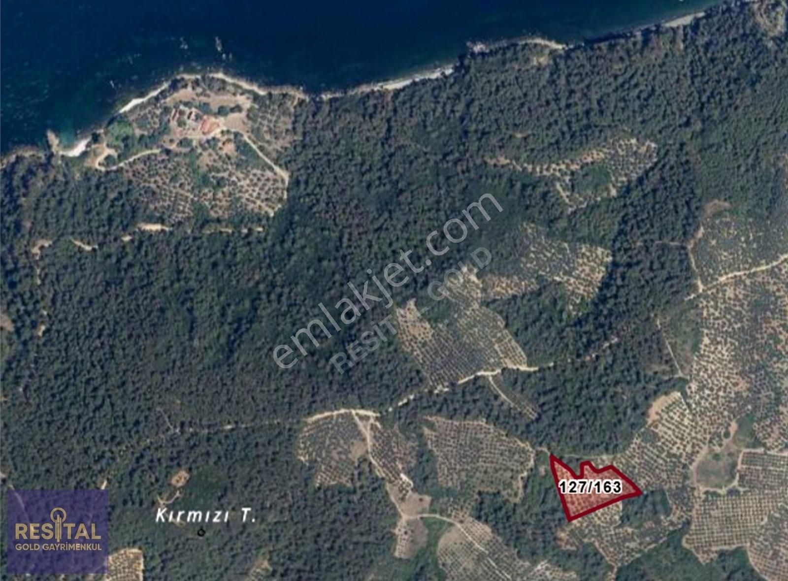 Mudanya Kumyaka Satılık Zeytinlik Bursa Mudanya Halilbeyde Satılık 5.676m Zeytinlik