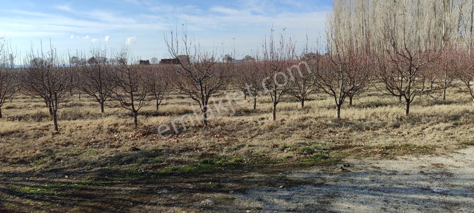 Selçuklu Emlak İnşaattan Sarayönü Doğu İstasyon Mah. Satılık 12340m2 Bahce Ve Ev - Görsel 7