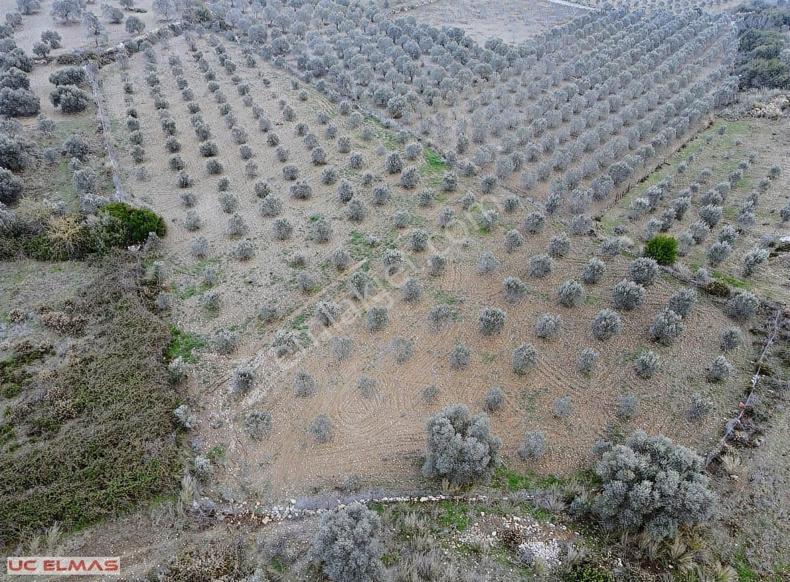 Menderes Gölova Satılık Tarla Üç Elmastan Rüyanızın Gerçeğe Dönüştüren 7.650 M²tek Tapu Bahçe