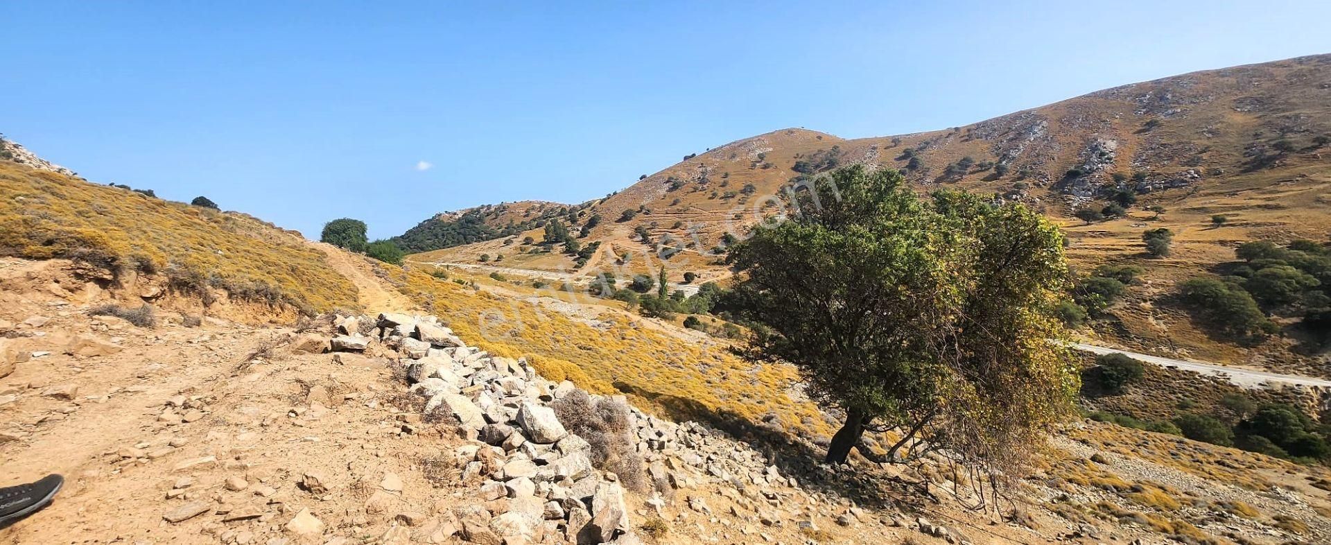 Gökçeada Zeytinliköy Köyü Satılık Bağ & Bahçe Çanakkale Gökçeada Zeytinli Köyü Satılık Bahçe