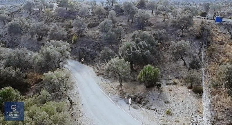 Seferihisar Beyler Satılık Zeytinlik Asfalt Yola Cepheli, Otobüs Durağı Karşısı.