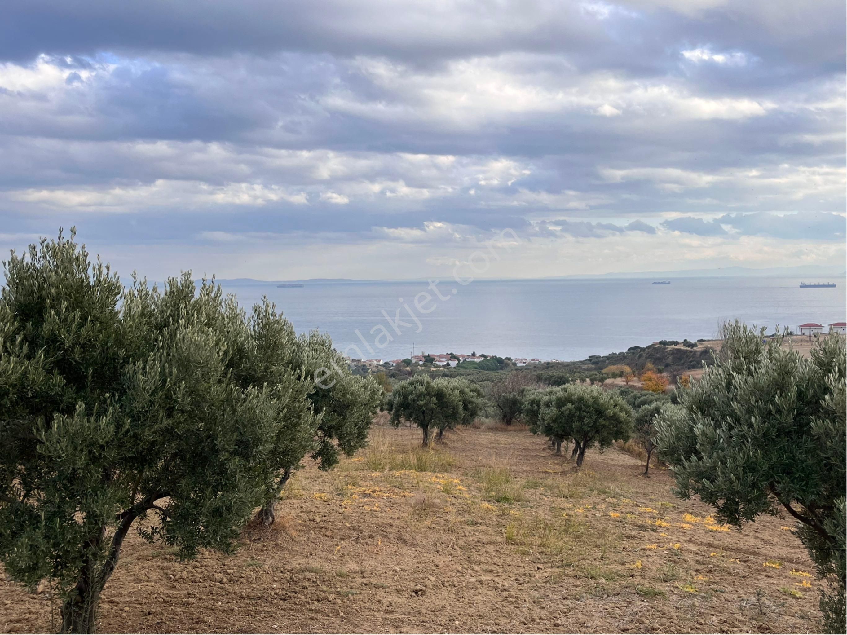 Şarköy Yukarıkalamış Satılık Zeytinlik Şarköy Y. Kalamış Mah. Deniz Manzaralı Bakımlı Yolu Olan Zeytinlik Satılık