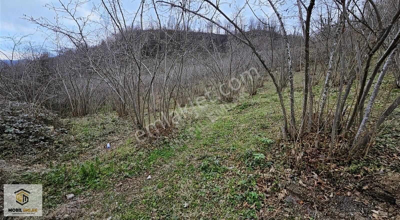 Yassıtaş Mh Kaynarlı Mevk Satılık 5.857 M2 Satılık Fındık Bahçes - Görsel 3