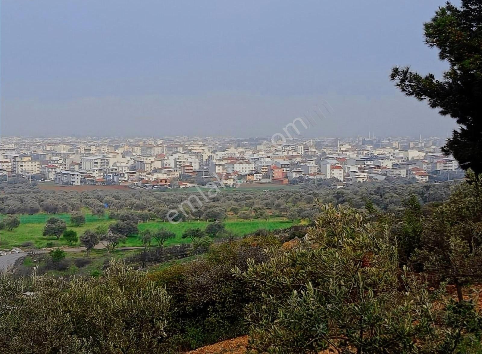 Akhisar Cumhuriyet Satılık Zeytinlik Cumhuriyet Mah Imara Yakın 4.700 M² Zeytin Tarlası