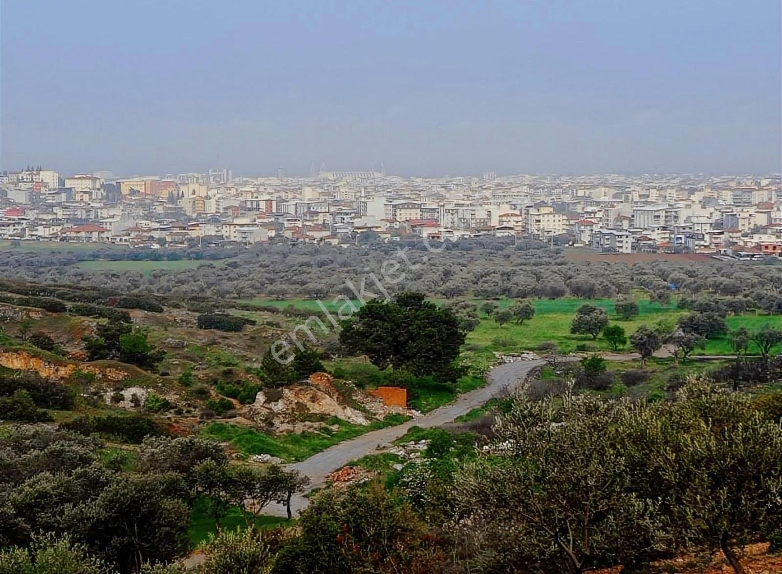 Cumhuriyet Mah Imara Yakın 4.700 M² Zeytin Tarlası - Görsel 12