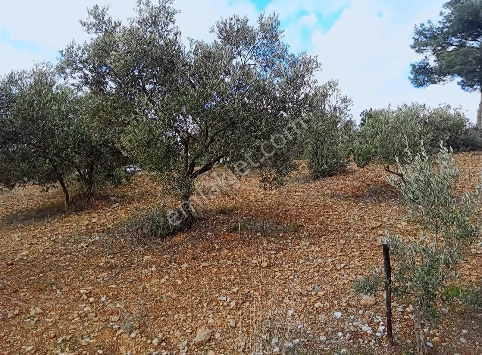 Cumhuriyet Mah Imara Yakın 4.700 M² Zeytin Tarlası - Görsel 5