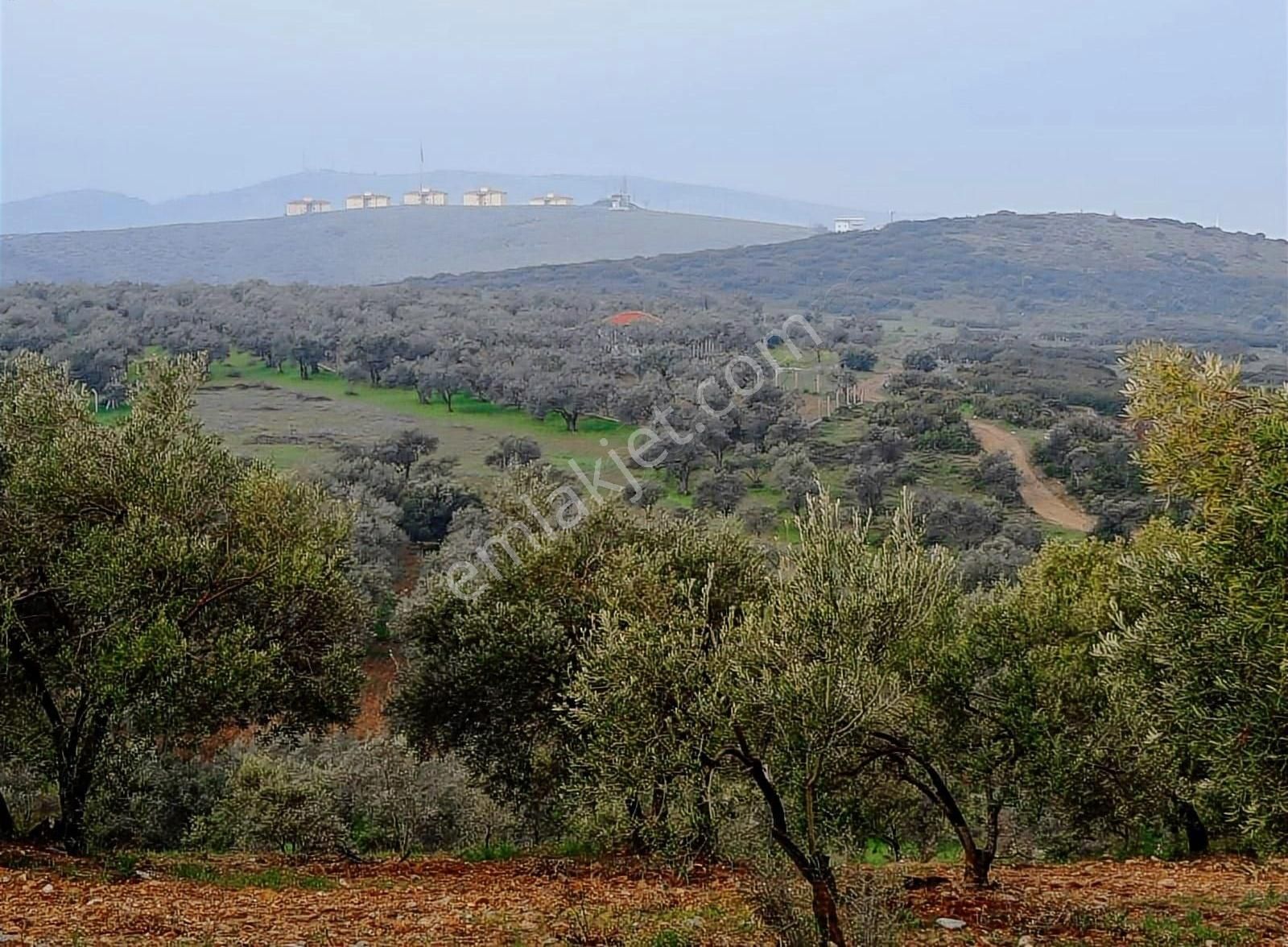Cumhuriyet Mah Imara Yakın 4.700 M² Zeytin Tarlası - Görsel 4