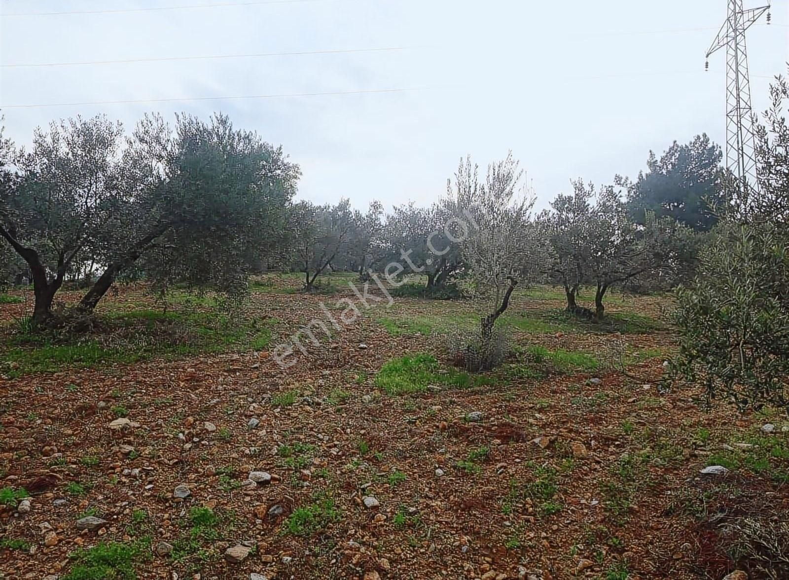 Cumhuriyet Mah Imara Yakın 4.700 M² Zeytin Tarlası - Görsel 14