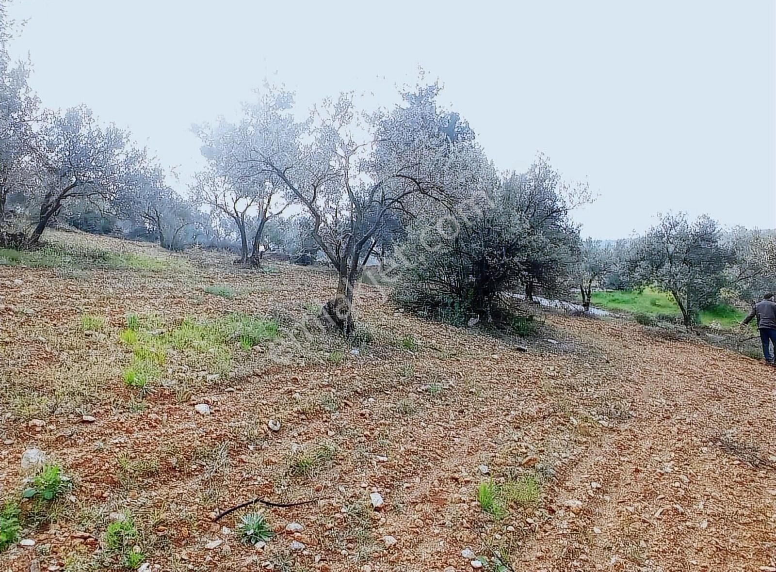 Cumhuriyet Mah Imara Yakın 4.700 M² Zeytin Tarlası - Görsel 6